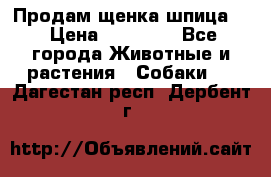 Продам щенка шпица.  › Цена ­ 15 000 - Все города Животные и растения » Собаки   . Дагестан респ.,Дербент г.